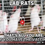 LAB RATS - THAT'S ALL YOU ARE IF YOU HAVE THE VACCINE - DAVID ICKE DOT-CONNECTOR VIDEOCAST