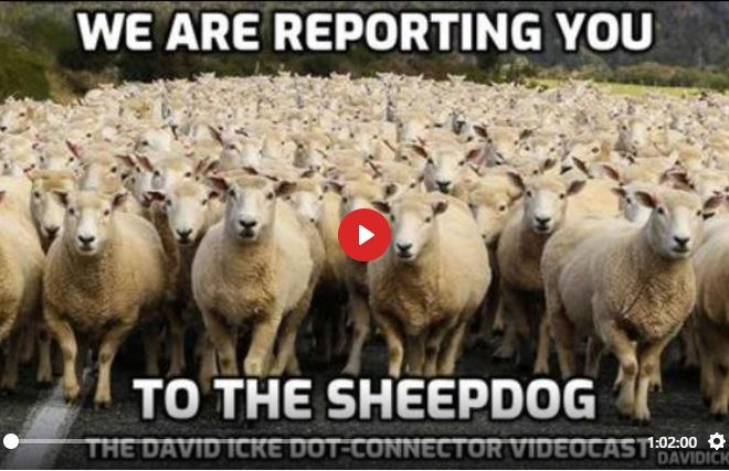 WE ARE REPORTING YOU TO THE SHEEPDOG – DAVID ICKE DOT-CONNECTOR VIDEOCAST