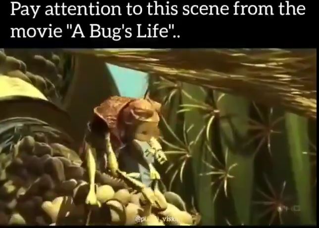 A bugs Life