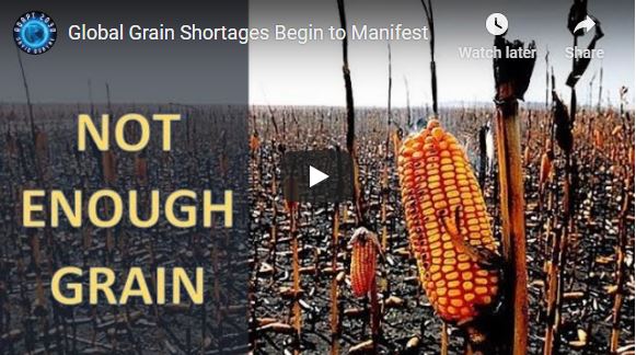 Global Grain Shortages Begin to Manifest