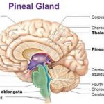 DARPA Hydrogel VS Human Pineal Gland