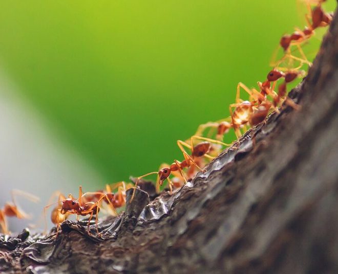 Ant Death Spiral: Why Do Ants Walk In Circles?