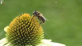 BEES NOT DYING FAST ENOUGH WITH PESTICIDES – SO NOW THEY WANT TO KILL THEM WITH “VACCINES”